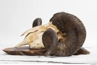 mouflon skull 0032